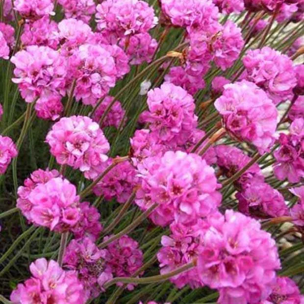 Bakker Rubrifolia gazon d'Espagne vivace pot 9cm fuchsia