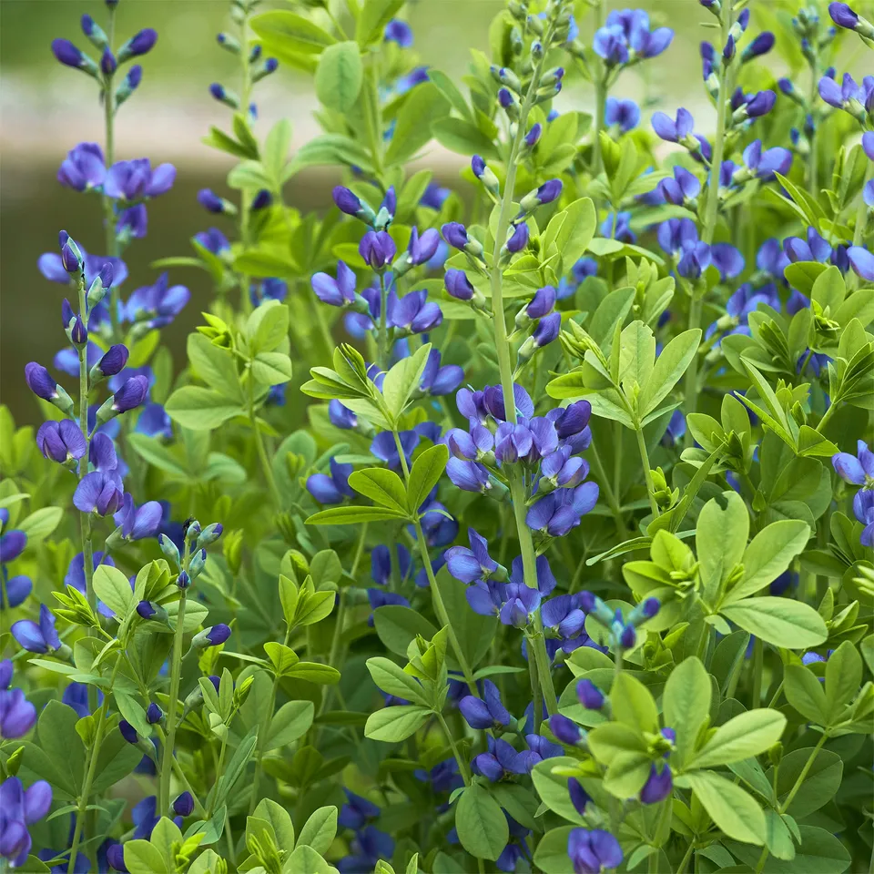 Bakker Podalyre vivace bleue pot Ø 9 cm Baptisia