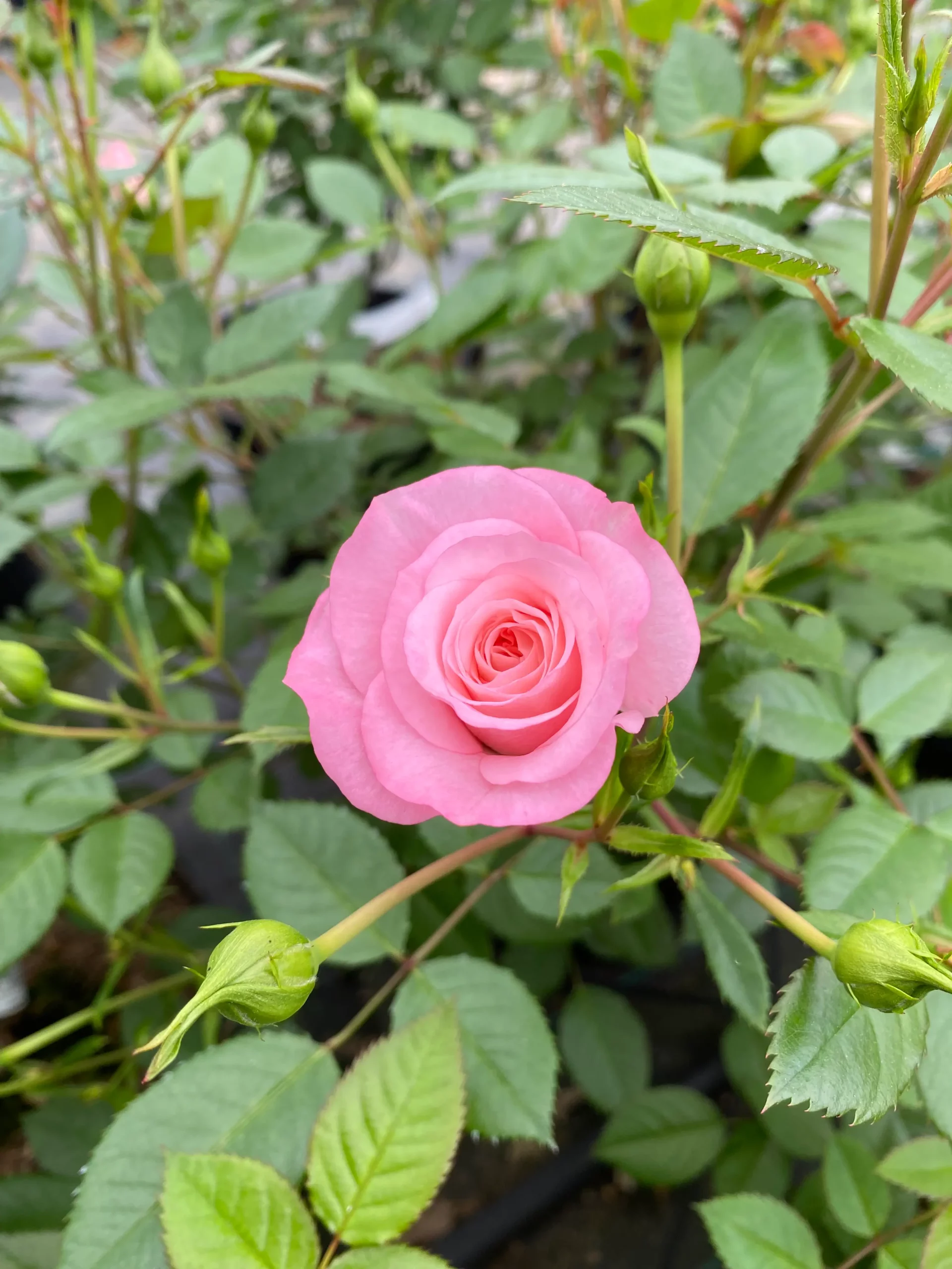 Michel Adam Porto Fino rosier miniature blanc rosé