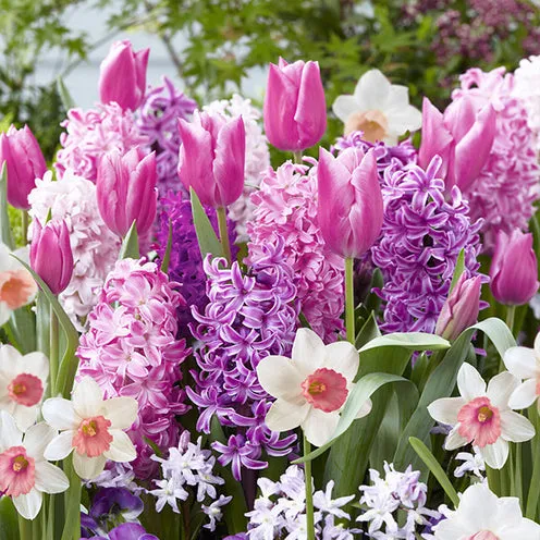 Bakker Bordure Rose mélange 35 bulbes fleurs roses