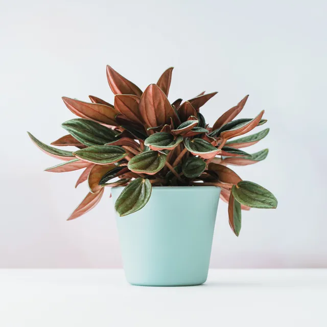Bakker Plantes d'intérieur Peperomia Rosso pot Ø12cm