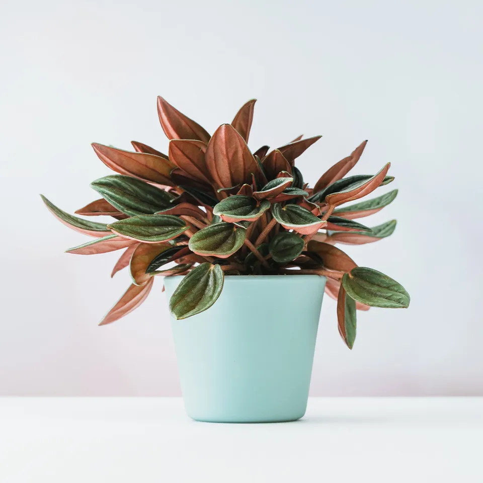 Bakker Plantes d'intérieur Peperomia Rosso pot Ø12cm