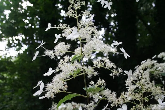 Les Hortensias du Haut Bois Taïwan Form hortensia panicule godet