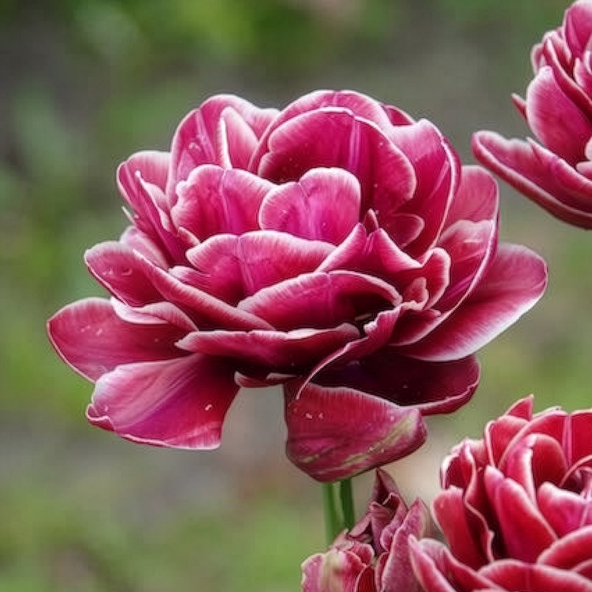 Bakker Tulipe Dream Touch bulbes sachet 7 roses pivoine