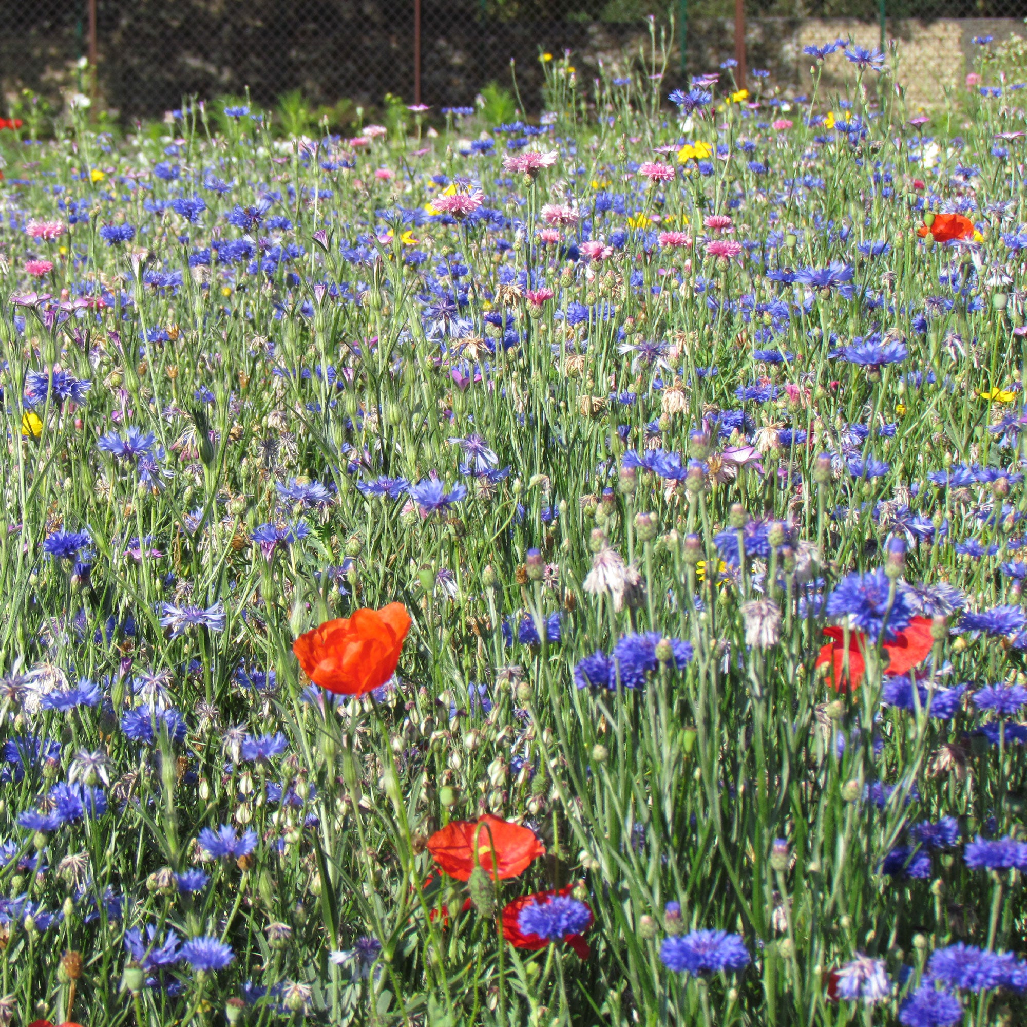 Bakker Fleurs des champs mélange graines 3g 6m²