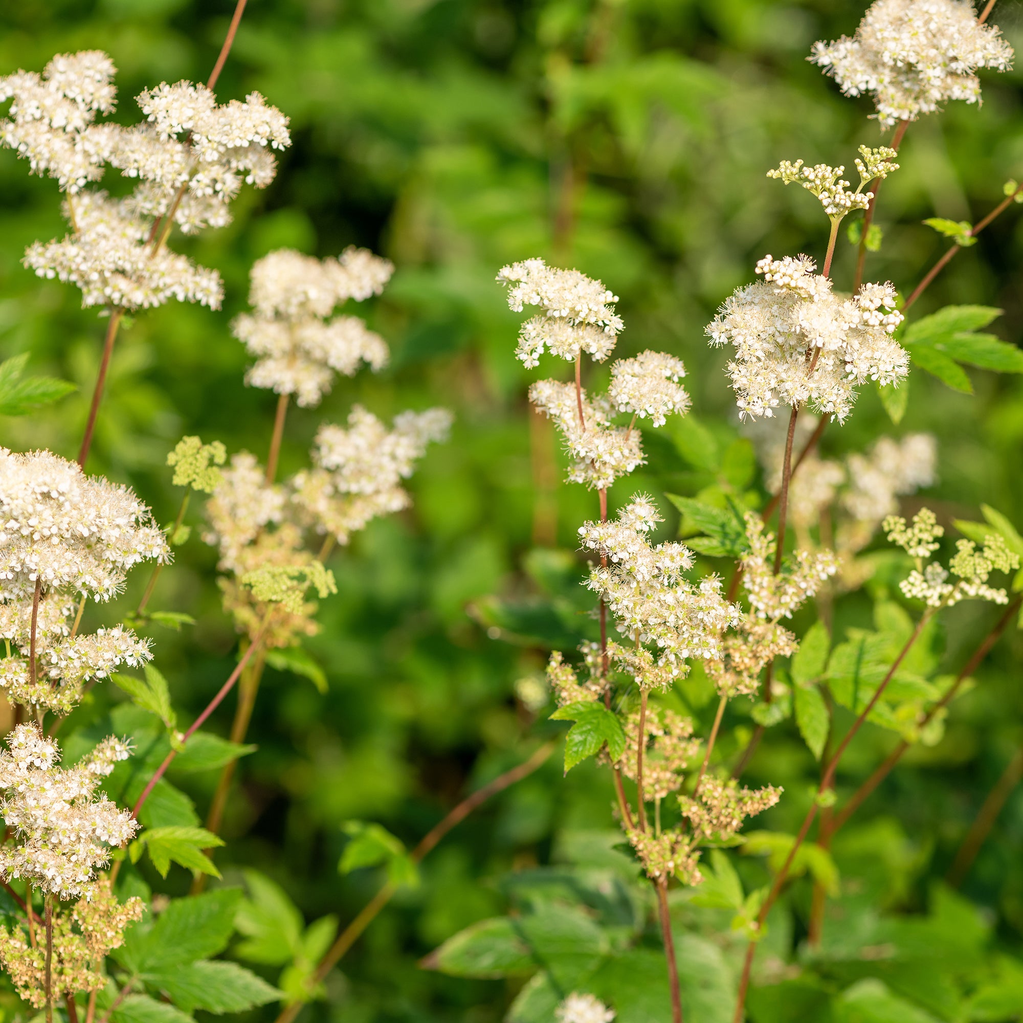 Bakker Reine des prés Filipendula vivace blanche pot Ø 9 cm