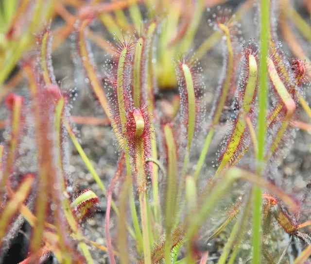 Carniflore Drosera capensis Narrow Leaf plante carnivore 9cm