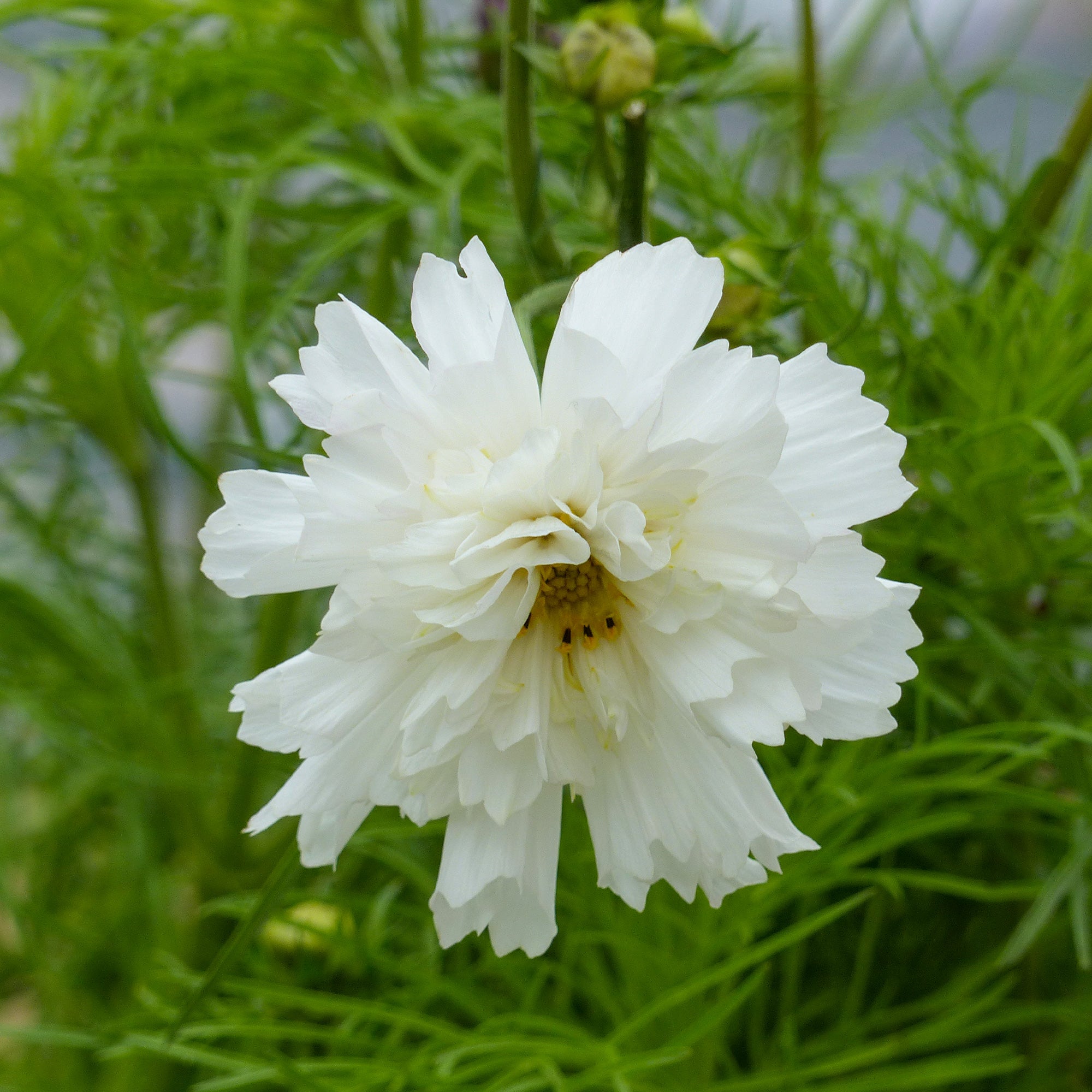 Bakker Cosmos double blanc annuelle sachet 100 graines