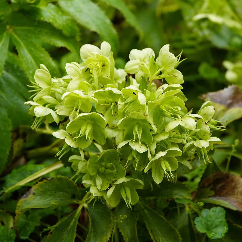 Bakker Hellébore de Corse plante vivace pot Ø9cm fleur verte