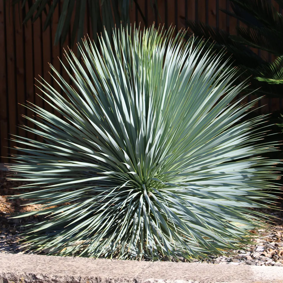 Bakker Arbustes Yucca bleu rostrata plante pot Ø 9 cm