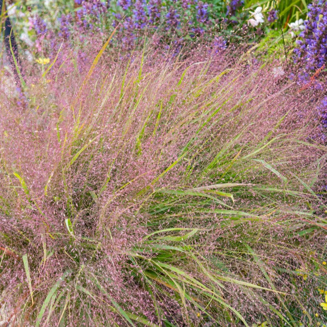 Bakker Herbe d'amour Eragrostis spectabilis godet Ø9cm rose