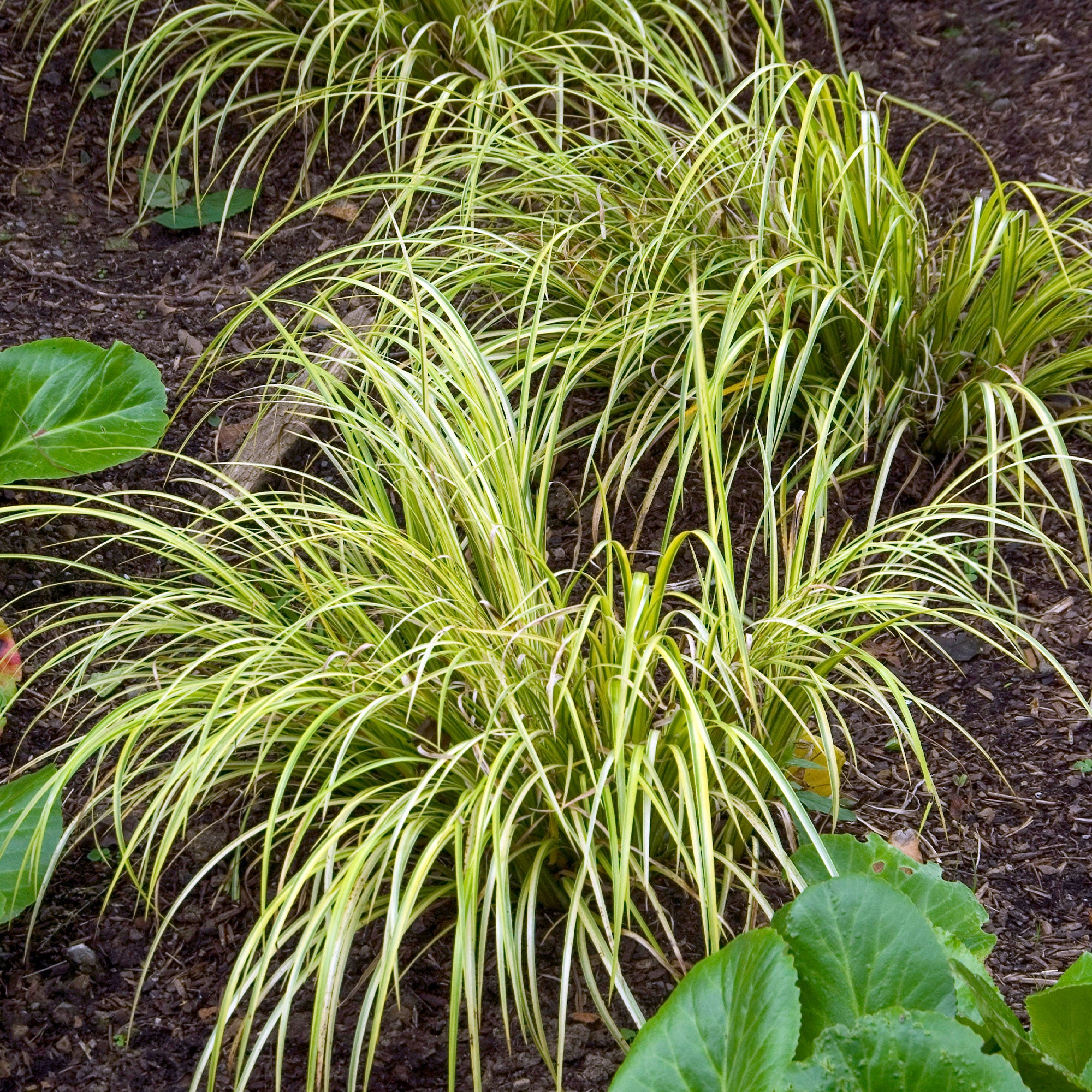 Bakker Acore graminée Ogon plante de bassin pot Ø 9cm