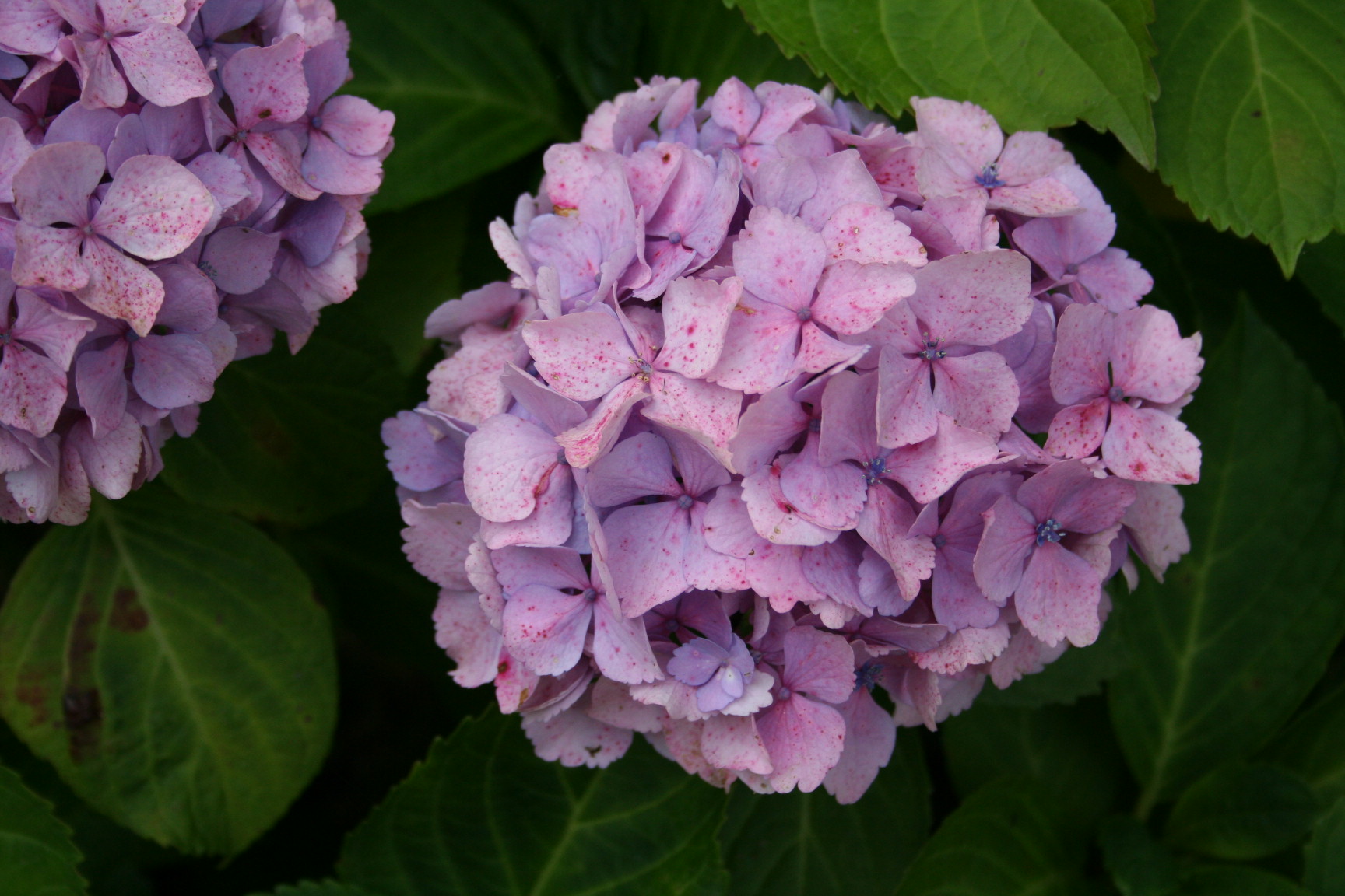 Les Hortensias du Haut Bois Marie Claire hortensia boule godet