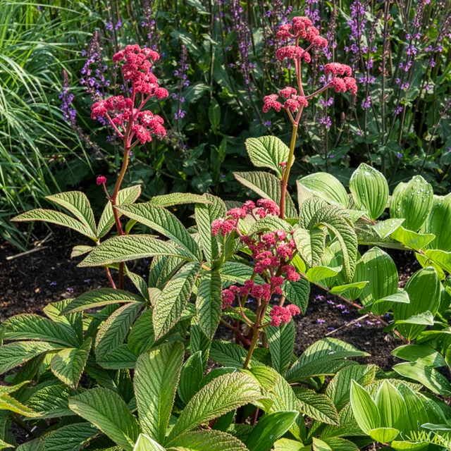Bakker Plantes vivaces Rodgersia Chocolate Wings fleur pot Ø 9cm