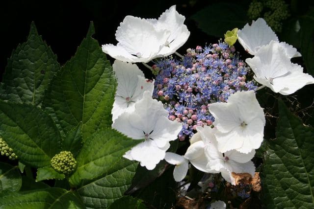 Les Hortensias du Haut Bois Sturton Lace hortensia plat