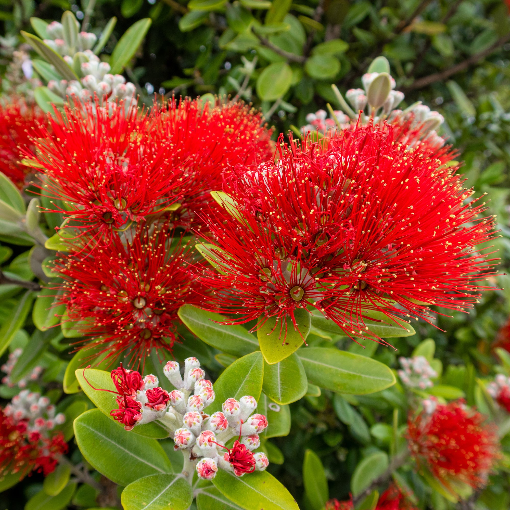 Bakker Arbustes Pohutukawa Metrosideros arbre fleuri pot 9cm