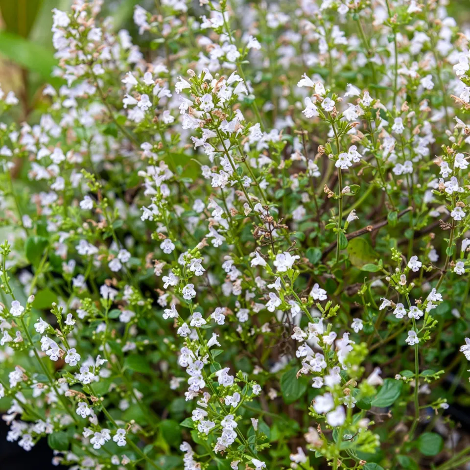 Bakker Calament Menthe vivace pot 8cm fleurs blanches