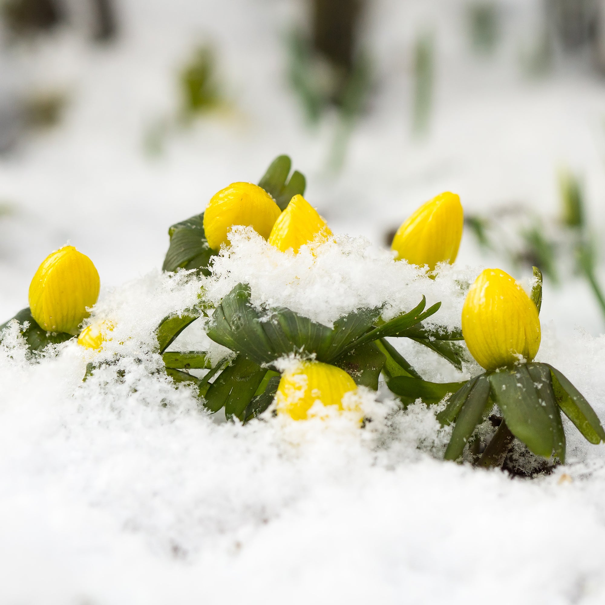 Bakker Helléborines plante bulbe sachet 10 bulbes fleurs jaunes