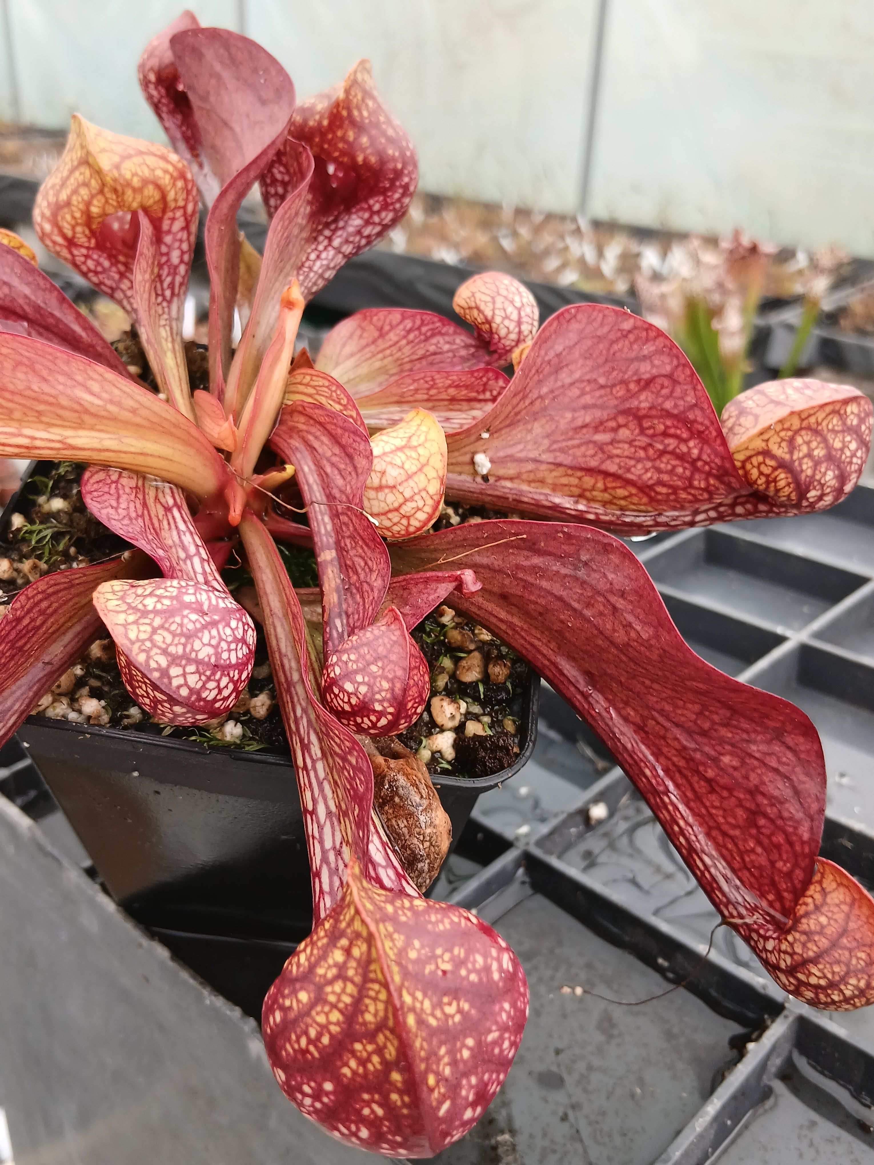Carniflore Sarracenia psittacina plante carnivore jaune pot 9cm