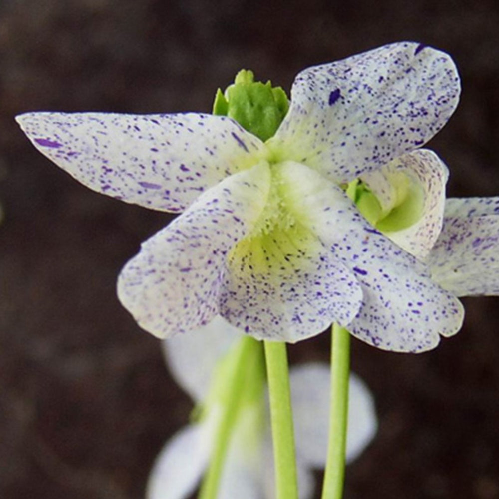 Bakker Violette Freckles vivace pot 8cm blanche mouchetée