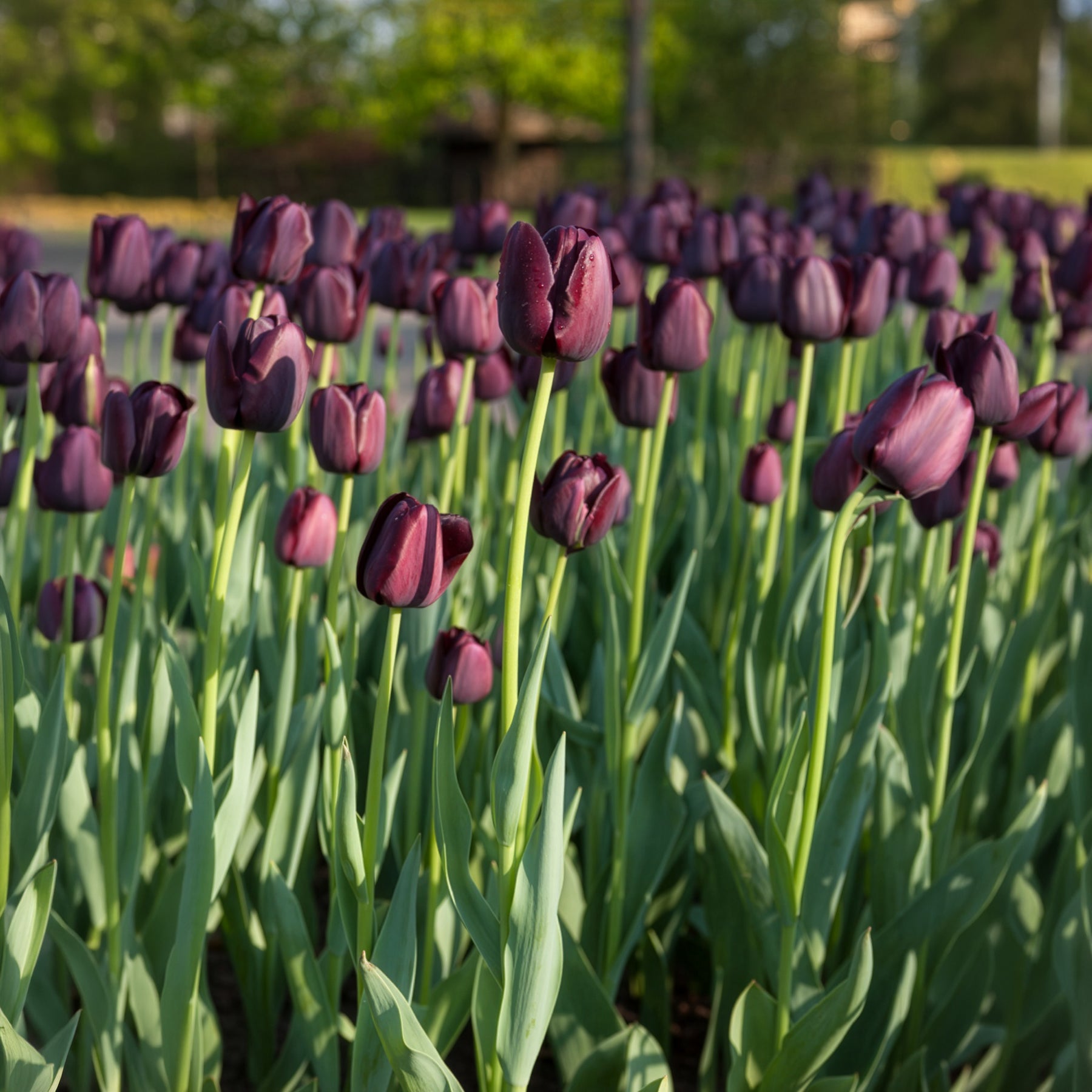 Bakker Bulbes à fleurs Queen of Night tulipes sachet de 7 noire