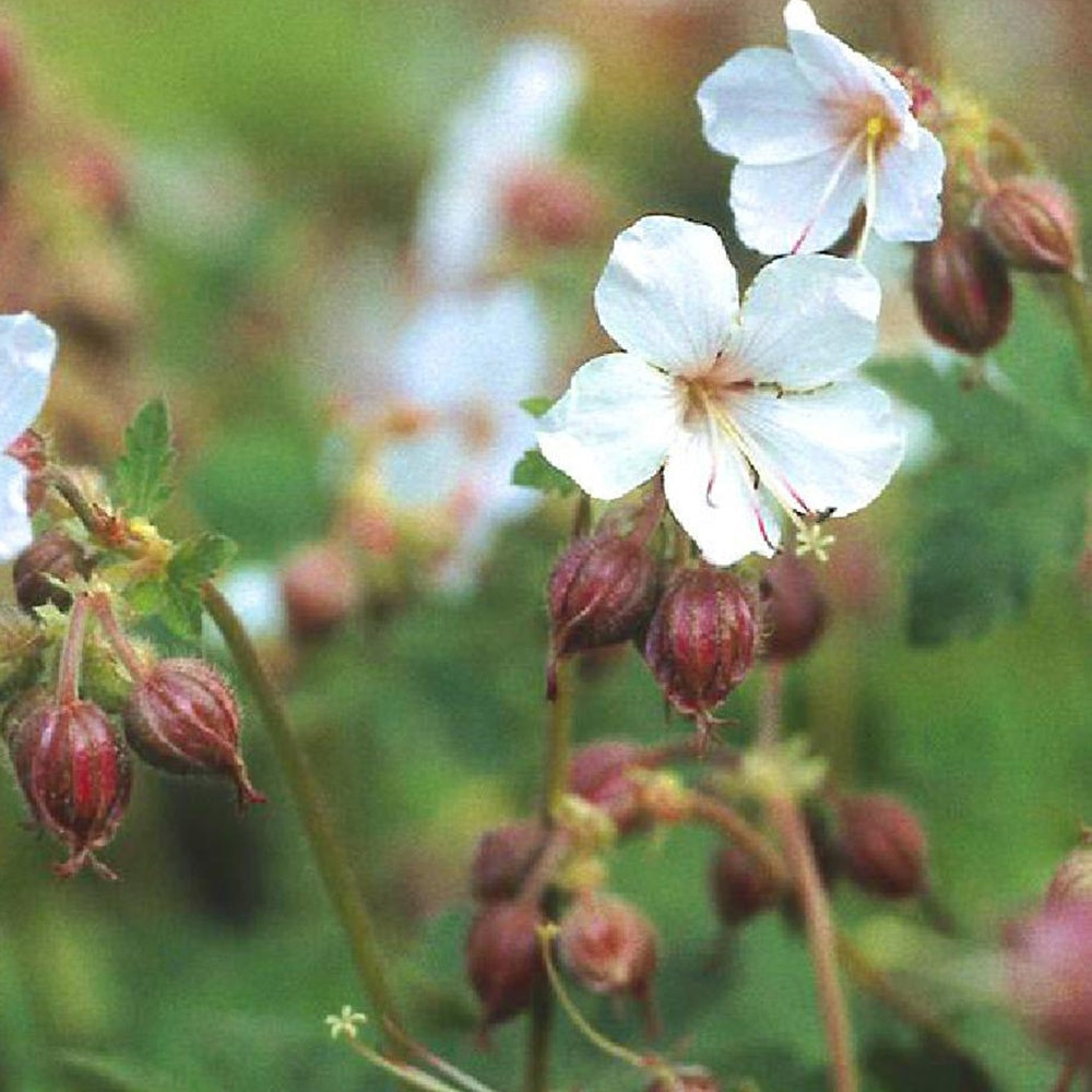 Bakker Spessart géranium vivace 3 racines nues couvre-sol