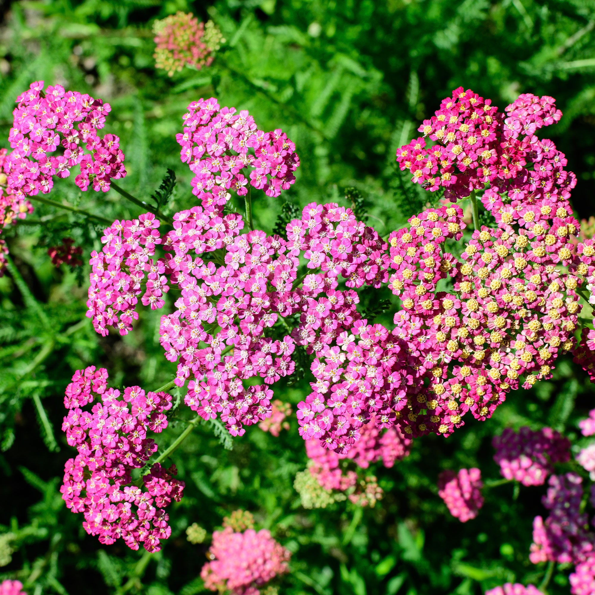 Bakker Mily Rock achillée millefeuille rose 2 pots Ø9cm