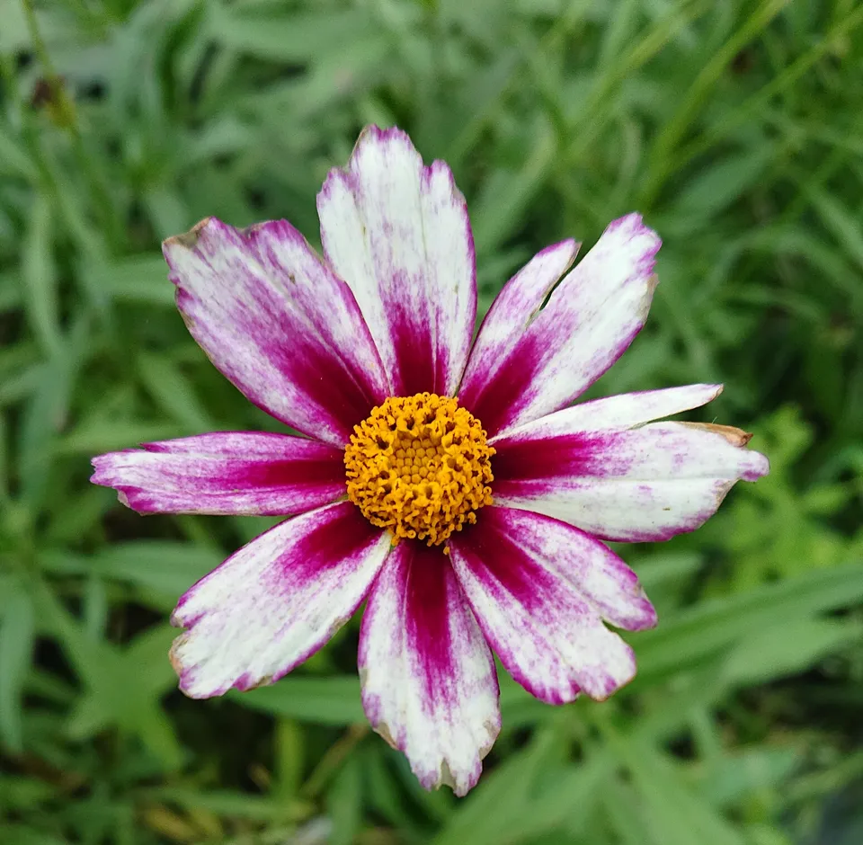 Passion Vivaces COREOPSIS Raspberry coréopsis blanc pot 1L