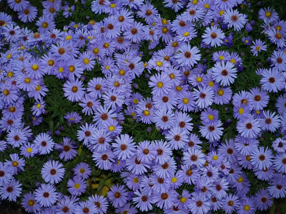 Passion Vivaces Aster dumosus Professor Anton Kippenberg plante vivace godet bleu lavande