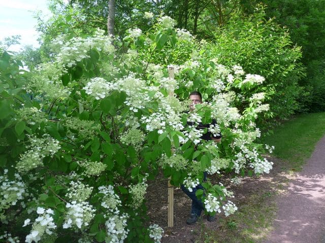 Les Hortensias du Haut Bois White Moth hortensia paniculé blanc