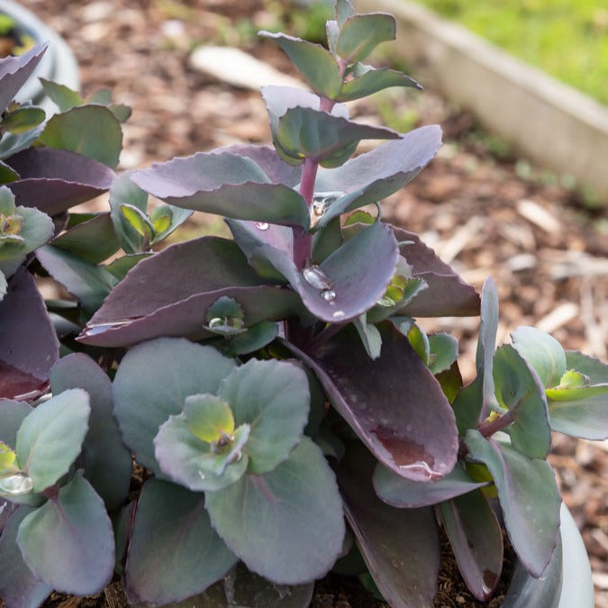 Bakker Sédum Perle bleue vivace rose pot Ø9 cm