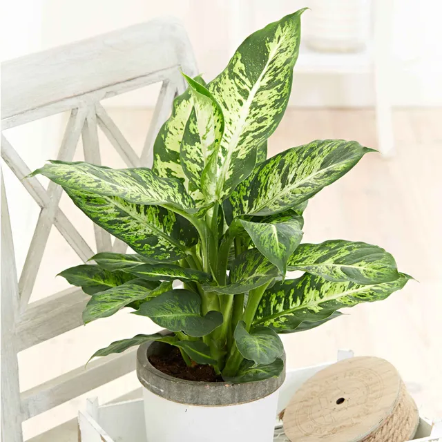 Bakker Sublime Dieffenbachia plante verte pot 17cm