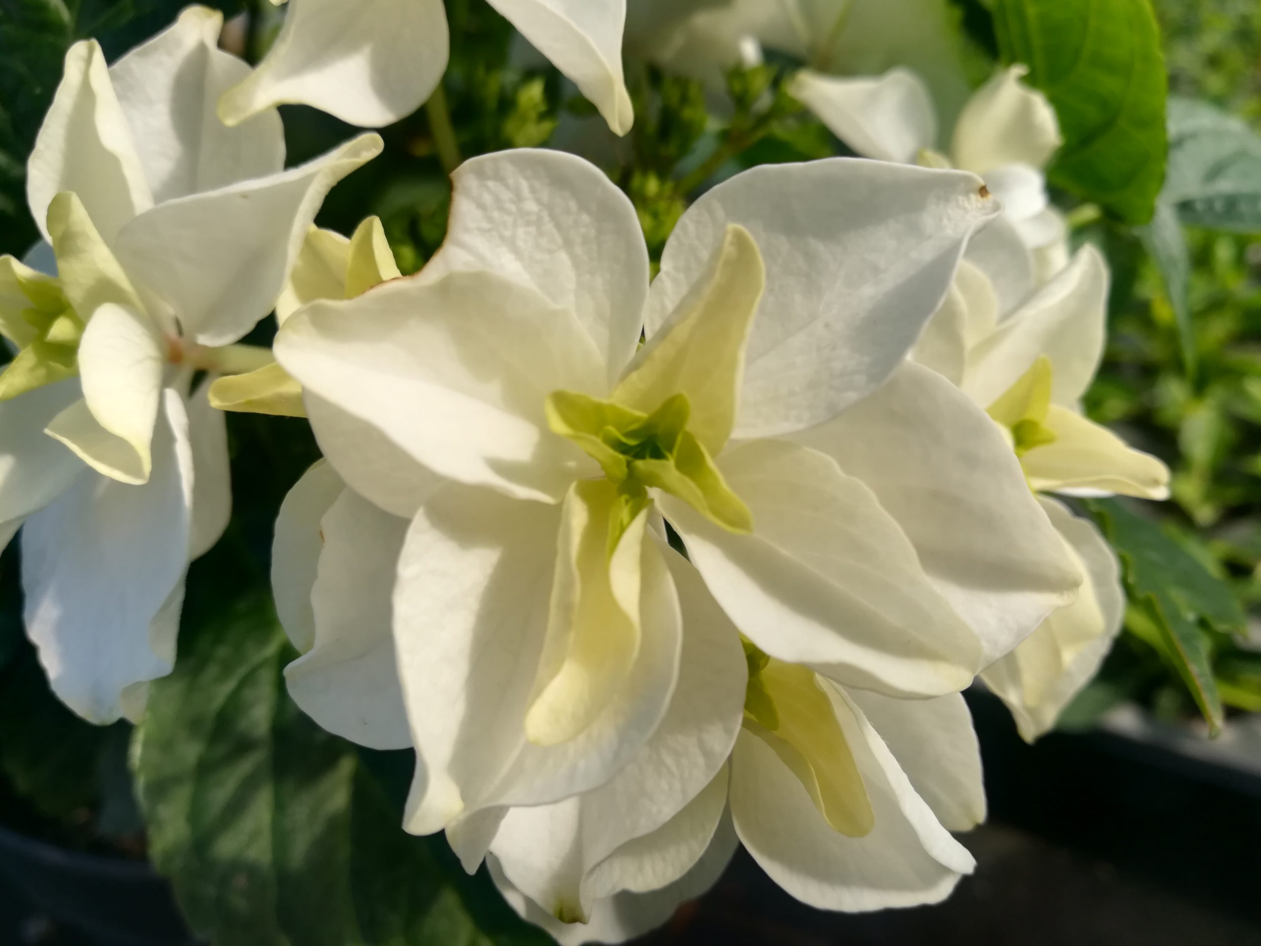 Hortensias du Haut Bois Faustine hortensia plat obtention 2020