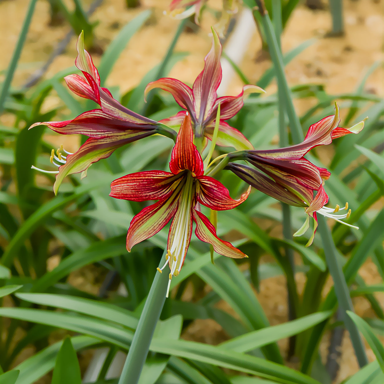 Bakker Amaryllis Mystica bulbe 1 bulbe intérieur bicolore