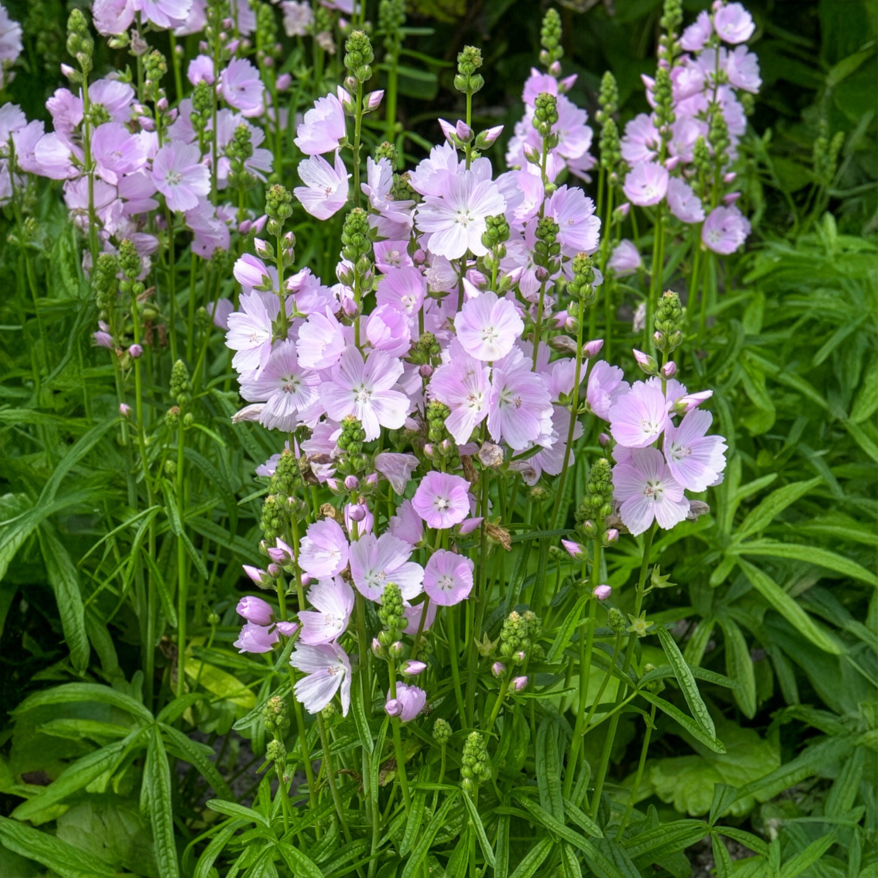 Bakker Sidalcea Little Princess vivace pot 9cm fleurs violettes