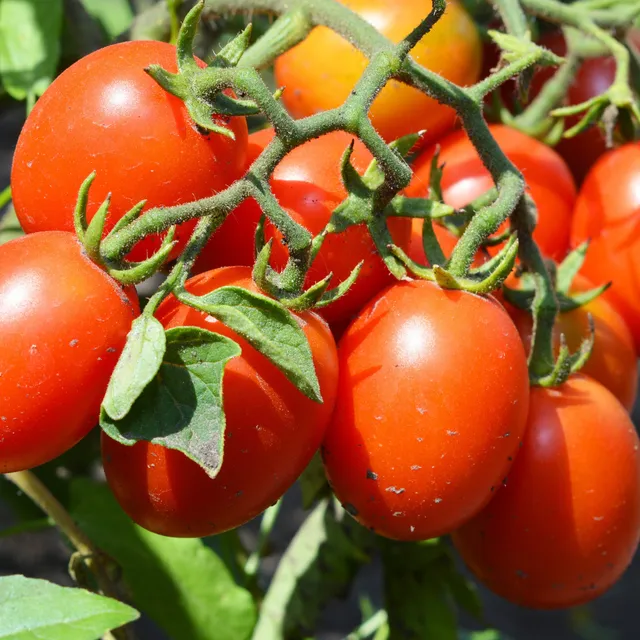 Bakker Olivette Roma plant tomate 3 godets Ø10,5cm sauce