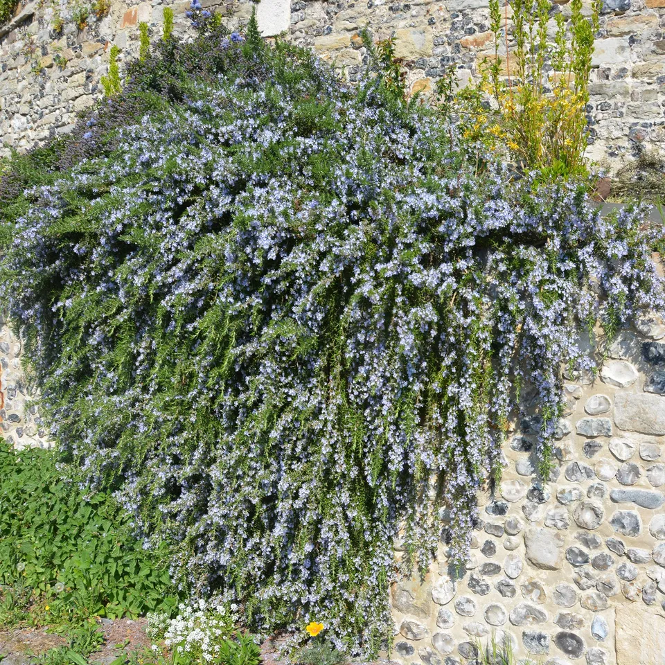 Bakker Extérieur Romarin Pointe du Raz pot 3L retombant