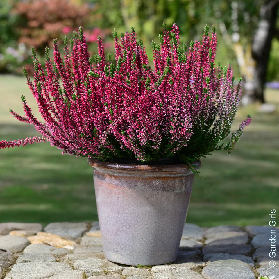 Bakker 3 Bruyères d'été rouges pots 8cm couvre-sol