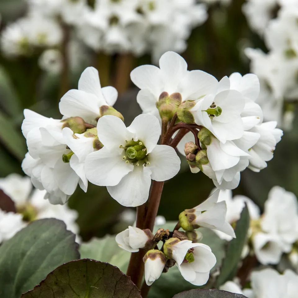 Bakker Bergénia Bressingham White vivace pot 9cm fleurs blanches