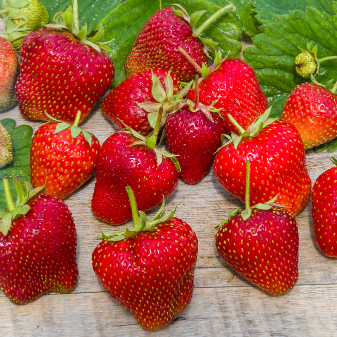 Bakker Fraisiers Maxim Non Remontants Paquet 20 Racines