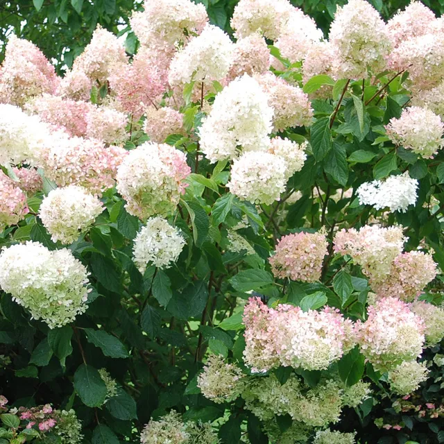 Bakker Phantom hortensia paniculé blanc crème pot 3L