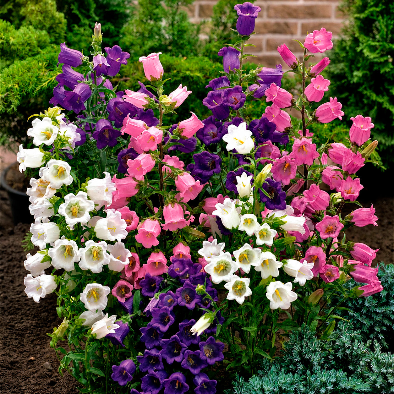 Bakker Campanules Carillon mélange 2 pots Ø9cm 80cm