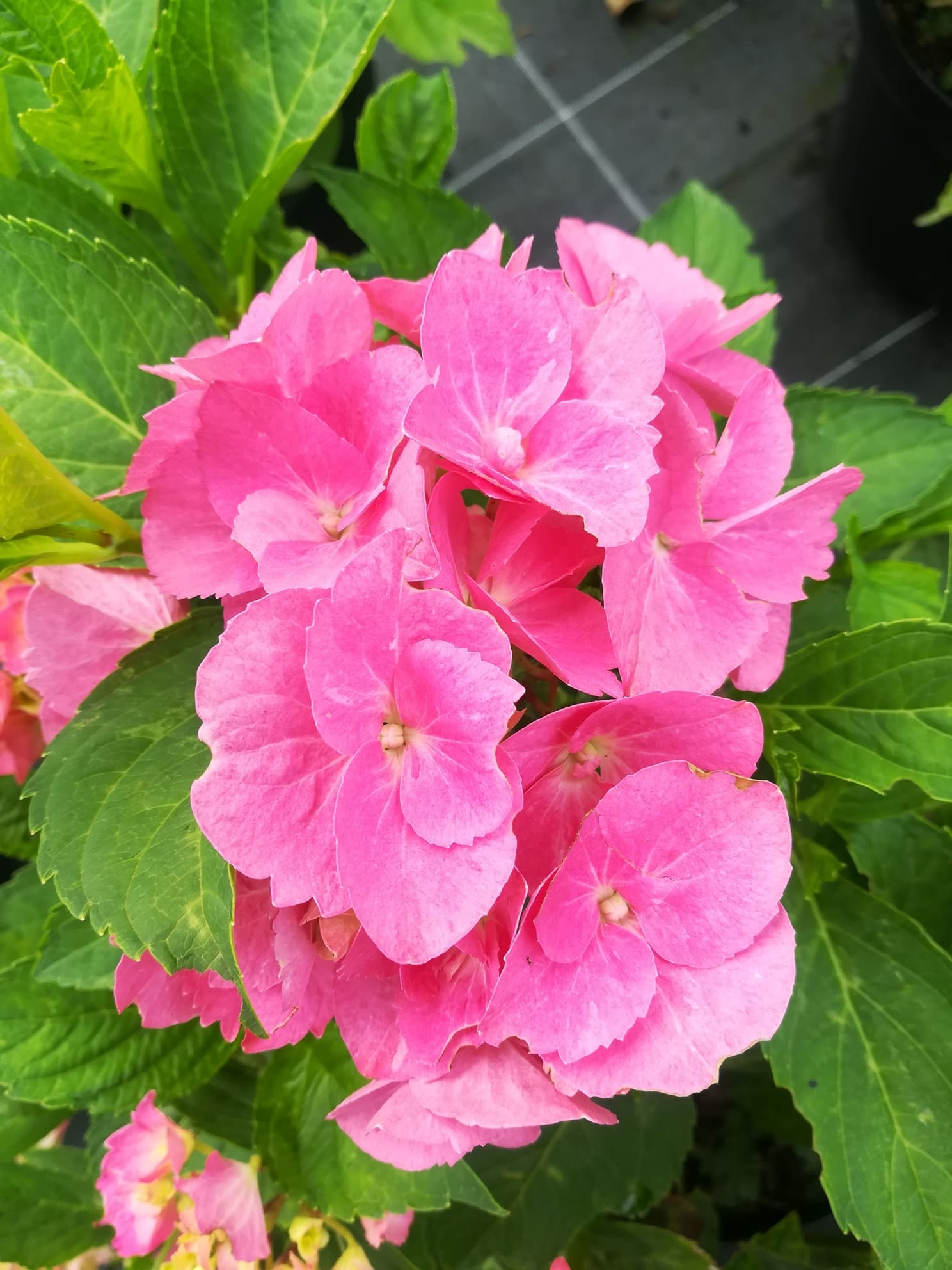 Les Hortensias du Haut Bois Rheinland hortensia macrophylla fleurs rondes