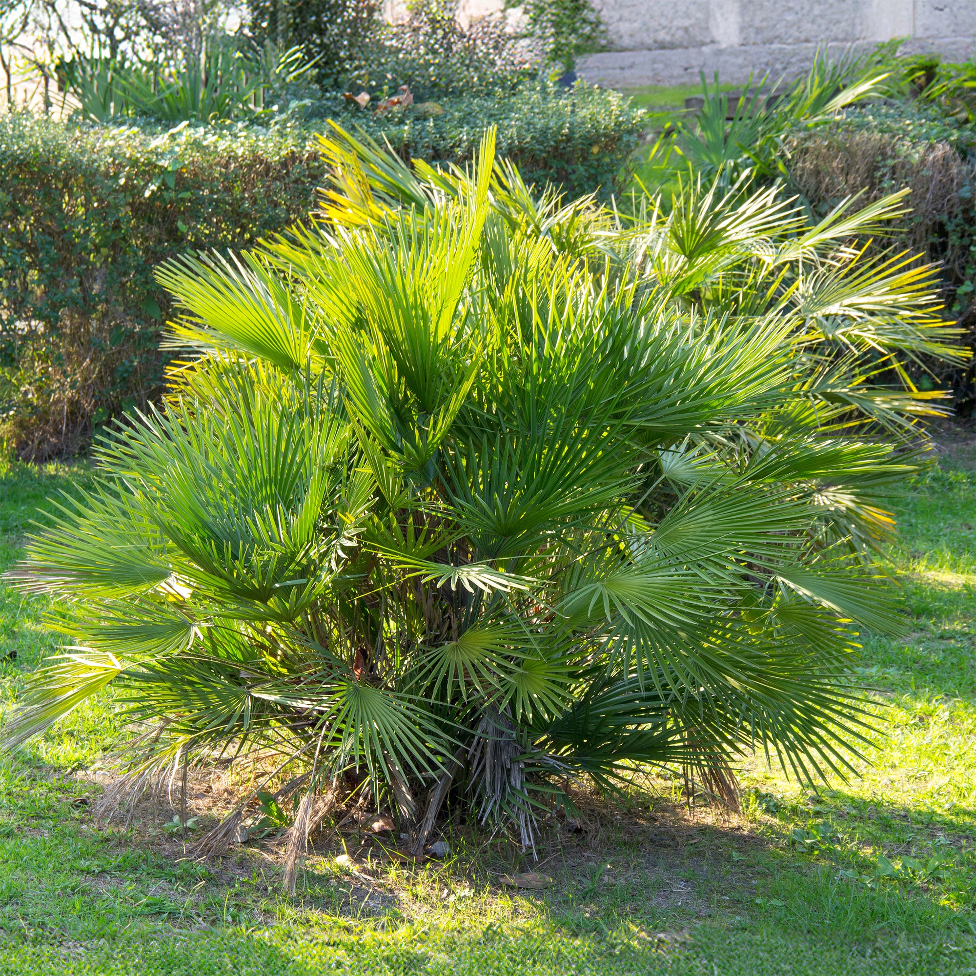 Bakker Palmier de jardin Chamaerops pot 1.3L 30-40cm rustique