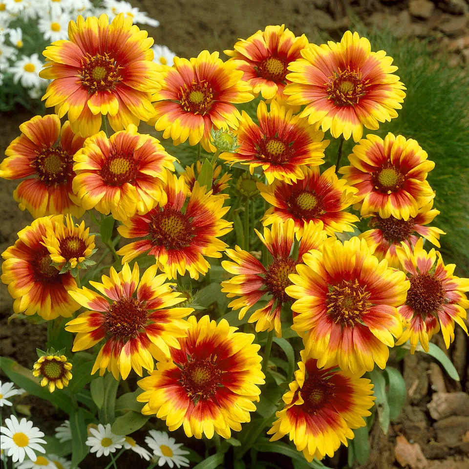 Bakker Gaillarde Kobold plante vivace 2 pots Ø9cm rouge et or