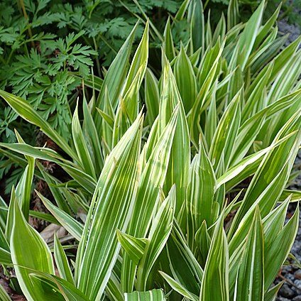 Passion Vivaces Carex siderosticha Variegata laîche godet panachée