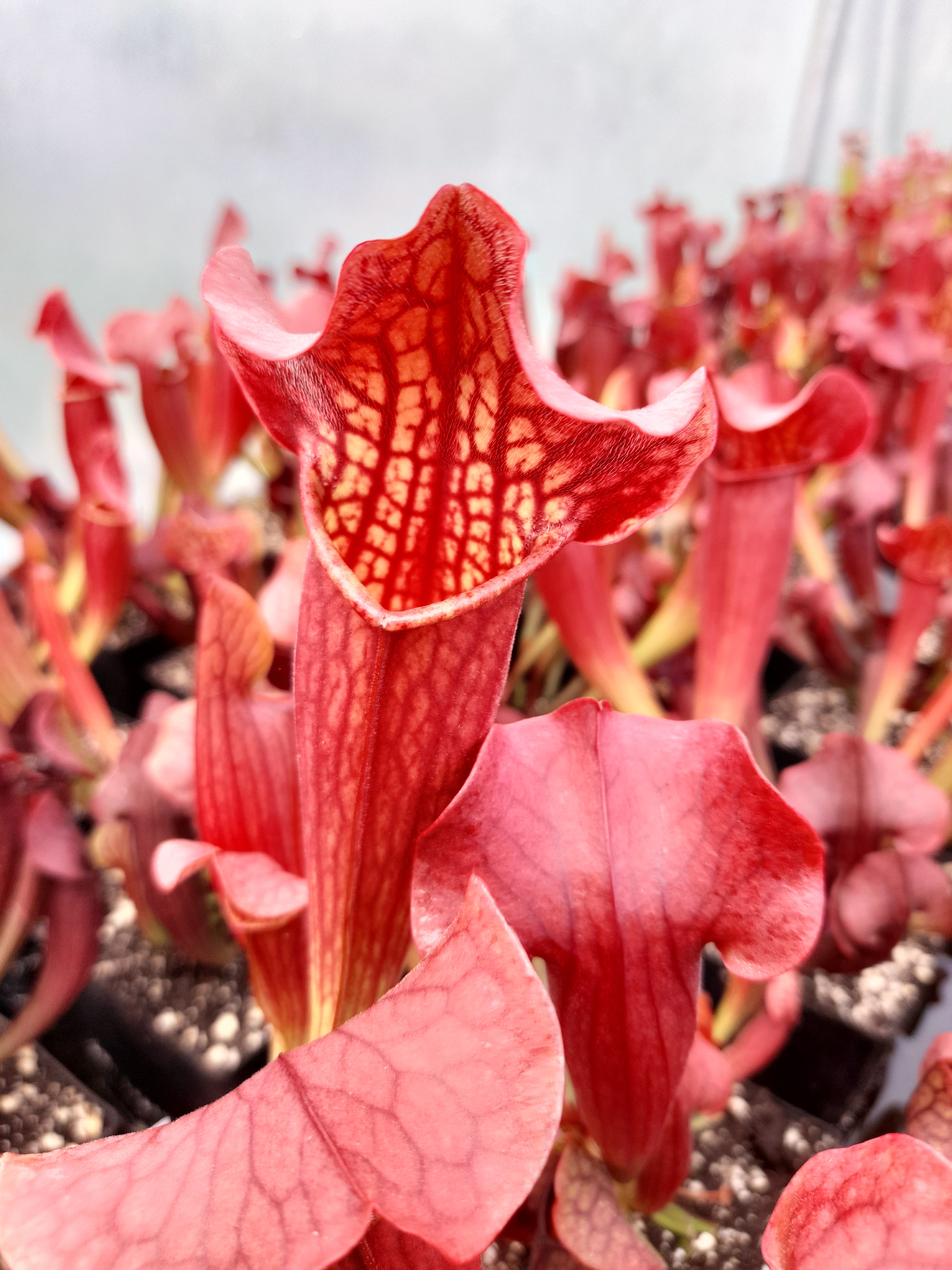 Carniflore Sarracenia x tess plante carnivore 1 point pot 11x11cm rouge