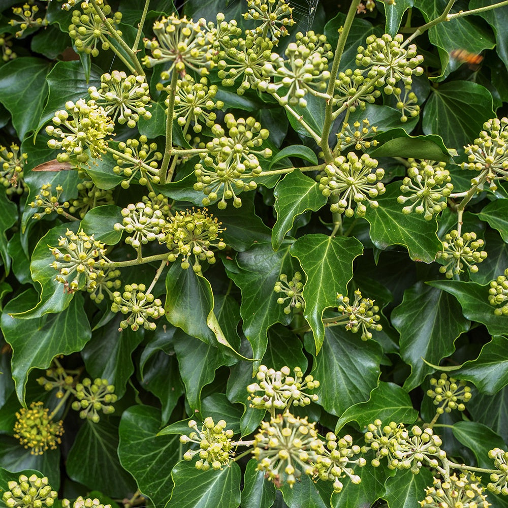 Bakker Hedera helix Arborescens lierre arbustif pot 2L