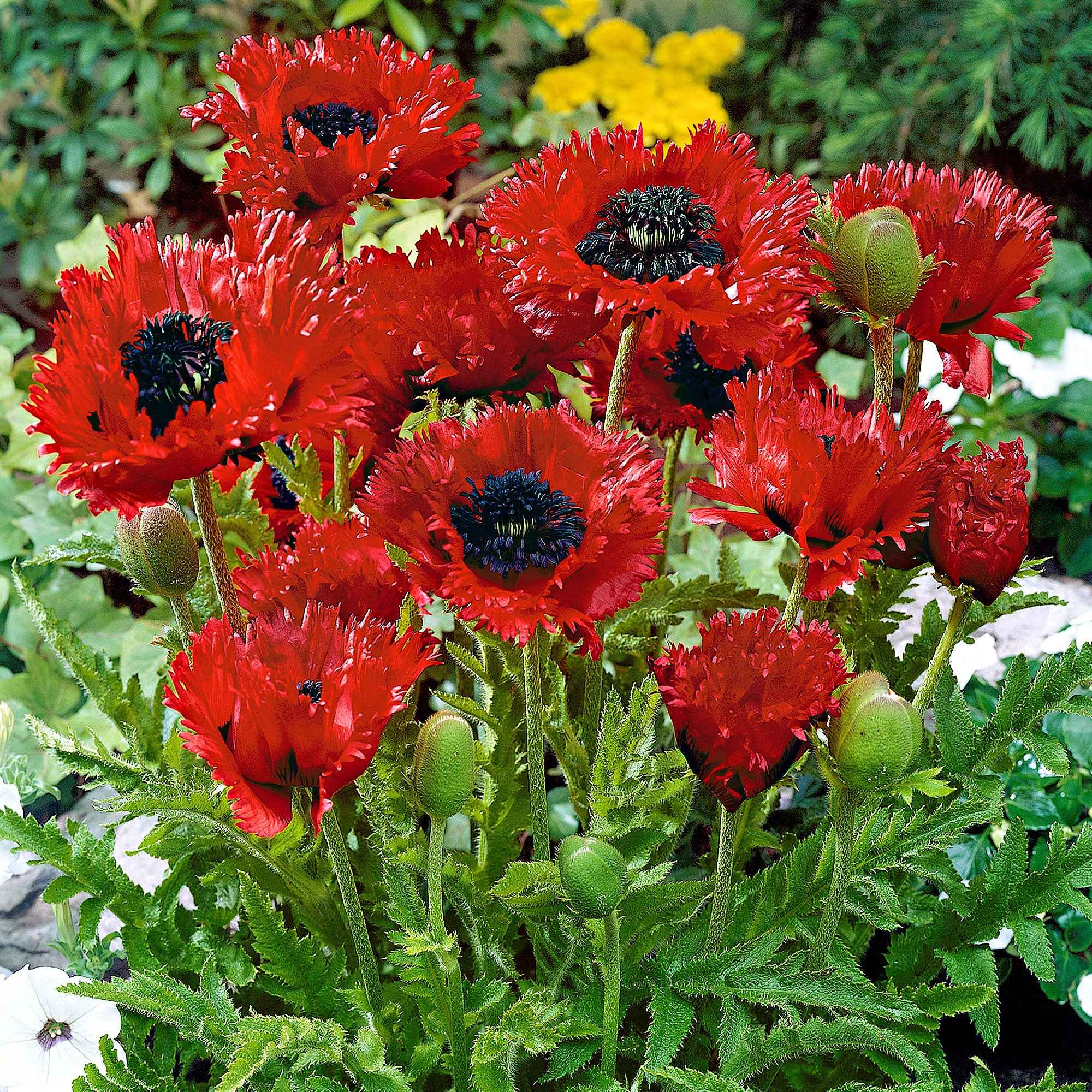 Bakker Pavot Turken Louis Papaver orientale rouge pot 8cm