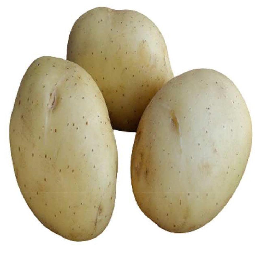 Bakker Vitabella Bio pomme de terre 25 plants 28-40mm
